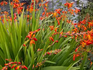 fast_clip_of_natural_stream_and_flowers_motion_6892133