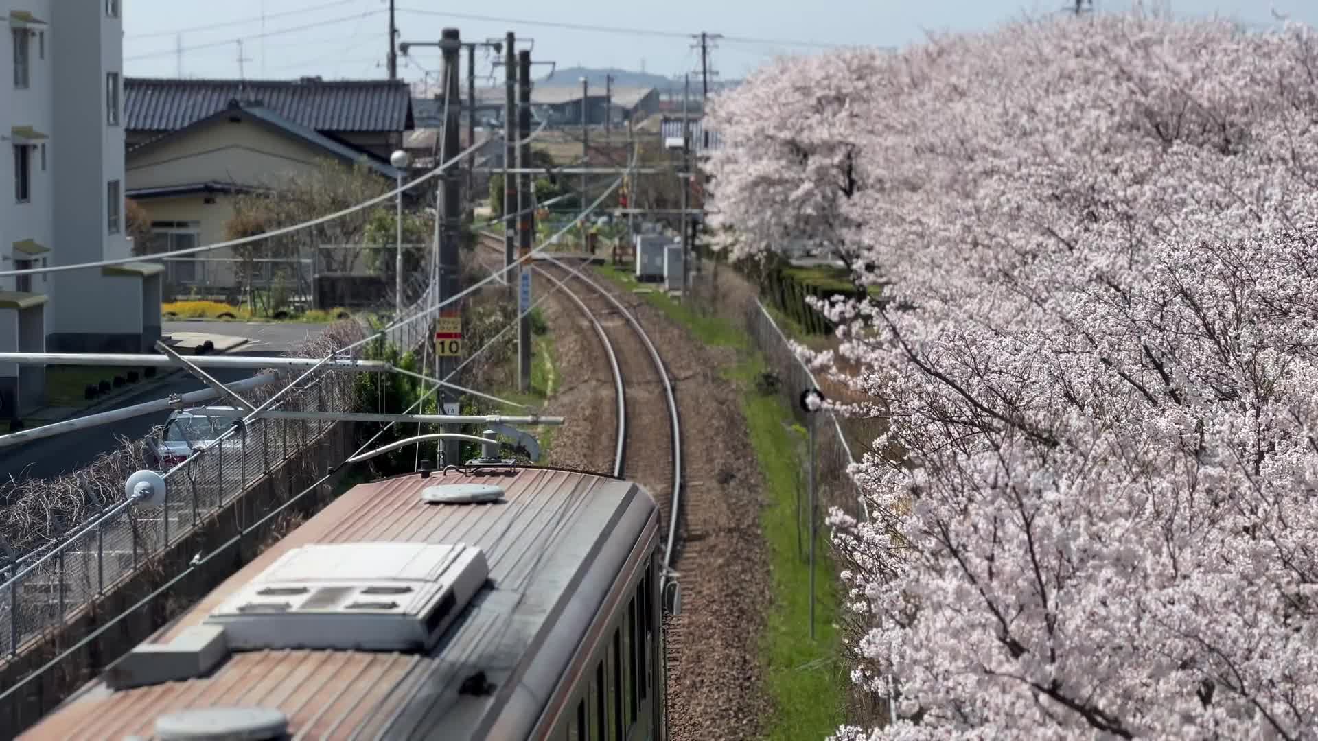 Spring, Japan, Train, Cherry bloosom