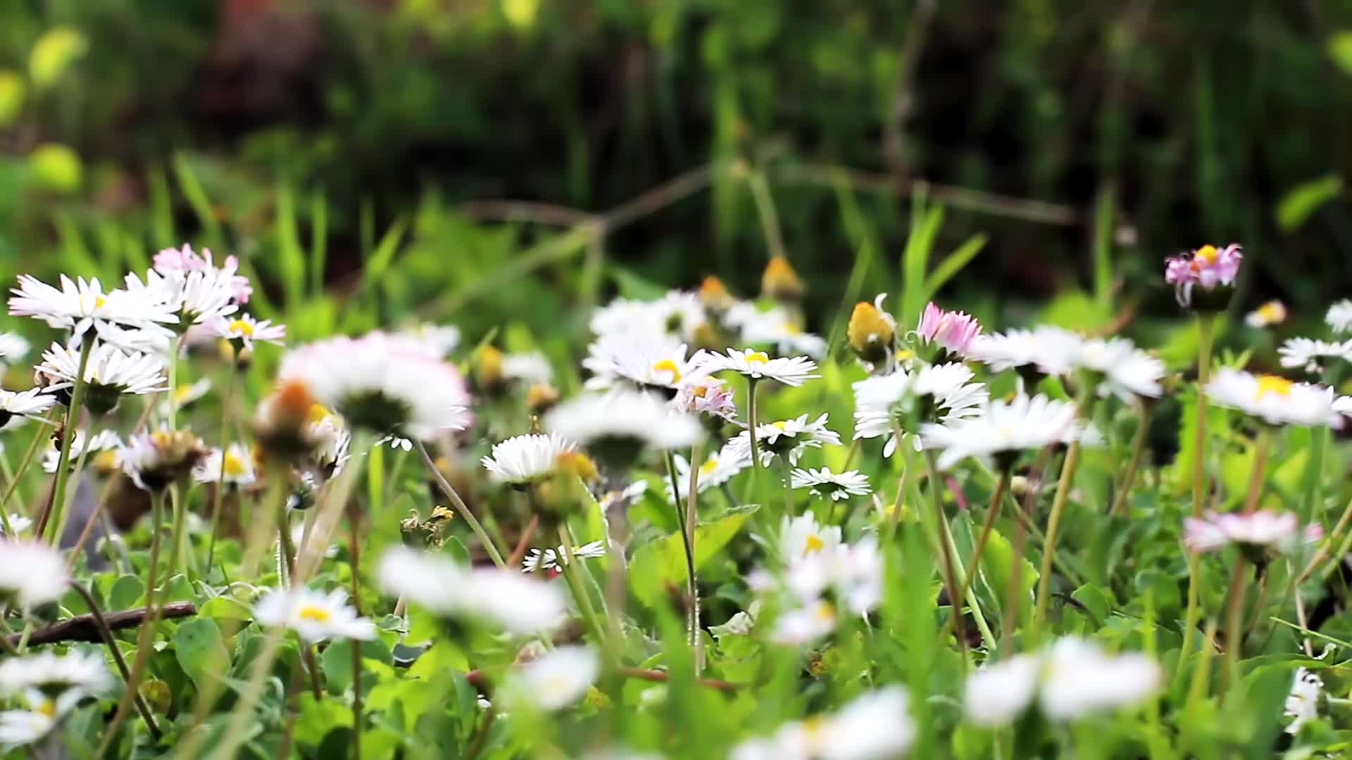 daisy_field-original