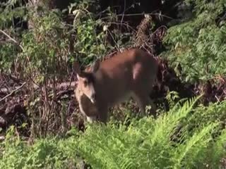 cute_wild_deer_grazing_in_nature_6892279