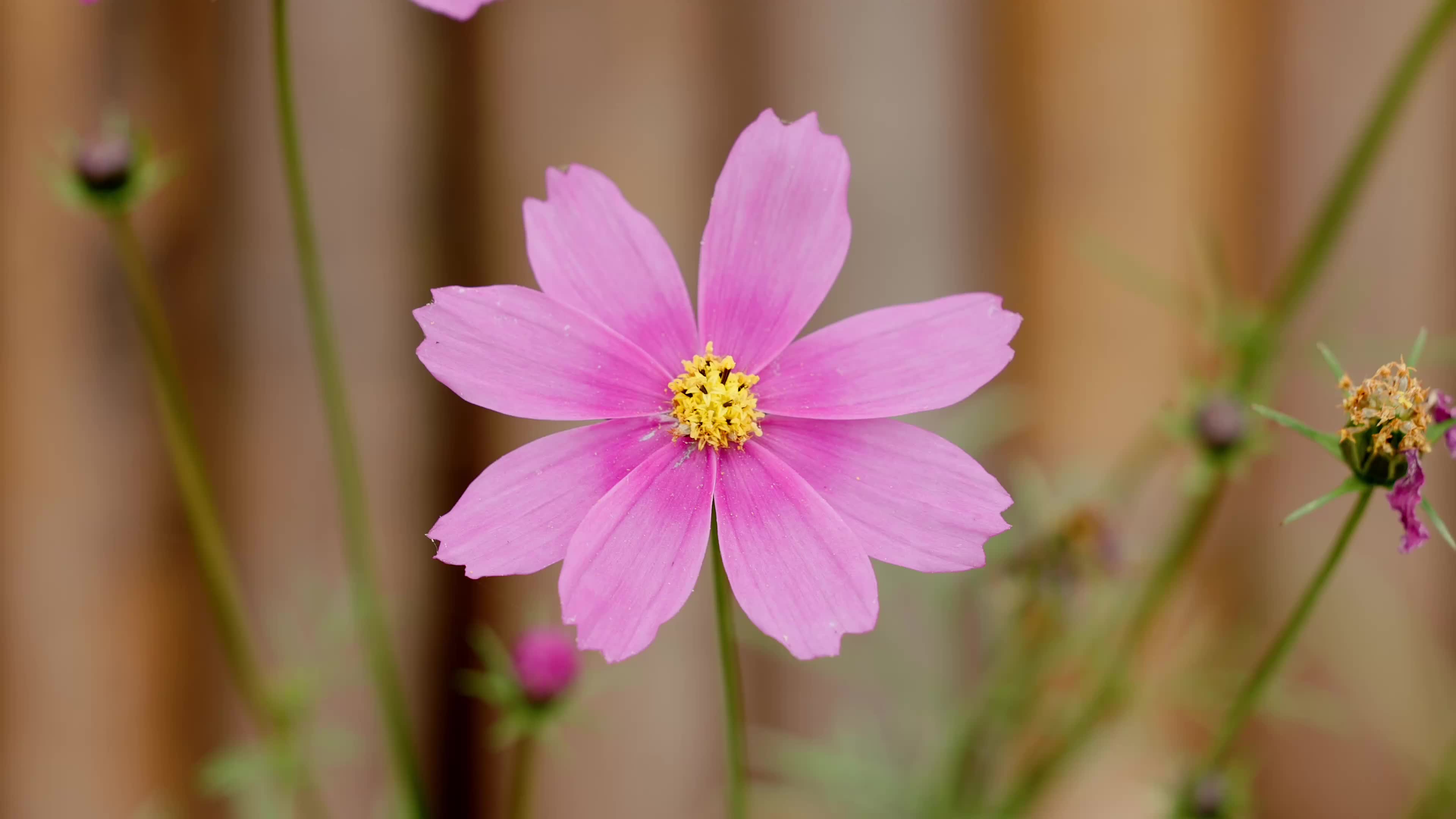 15115263_3840_2160_25fps-original