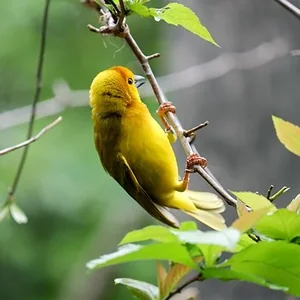 test image bird