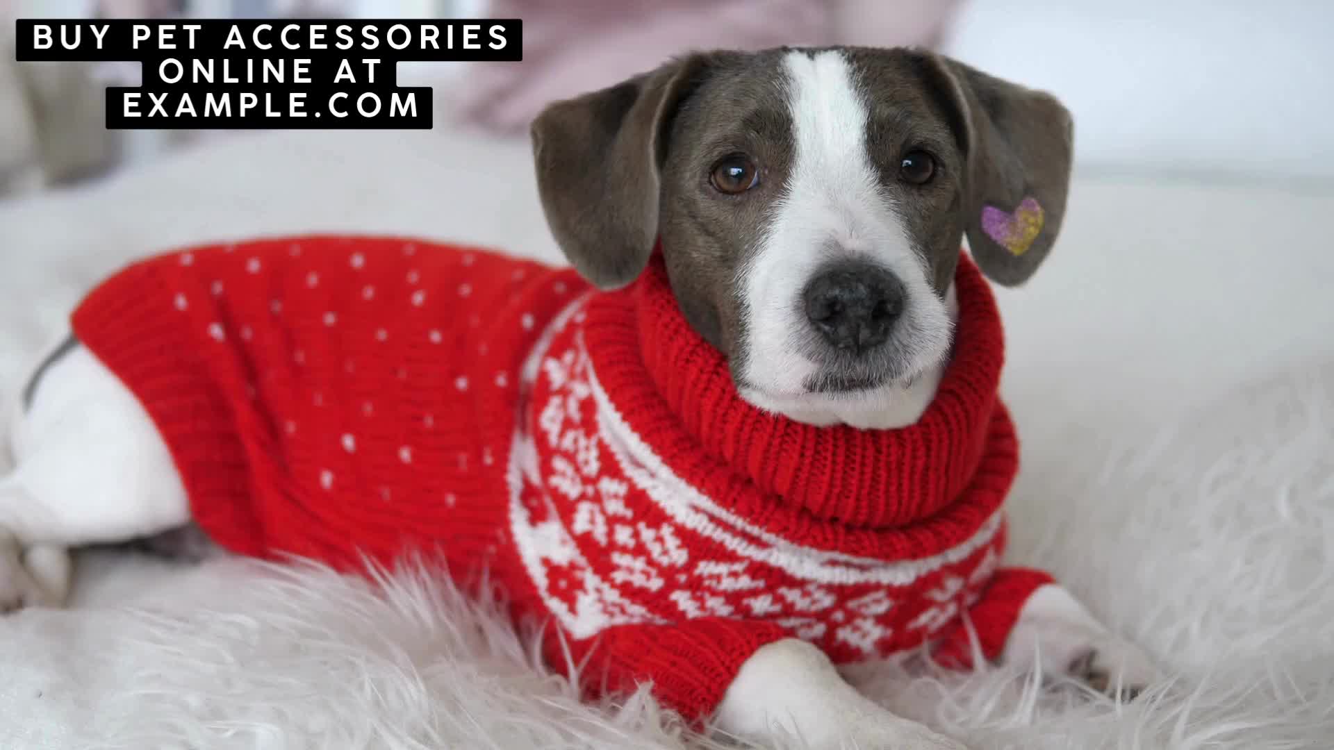 Buy Pet accessories