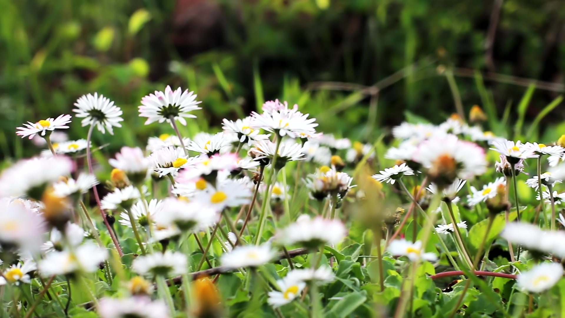 daisy_field