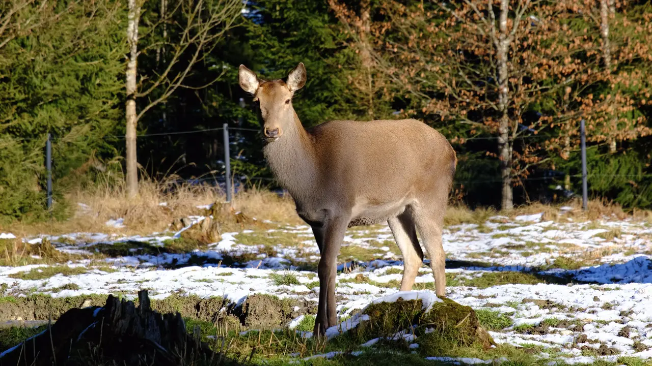 12867540_1280_720_30fps